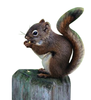 Squirrel  Image